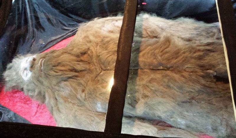 Illustration for article titled PETA doesn't want you to kill Bigfoot, Texas doesn't really give a shit